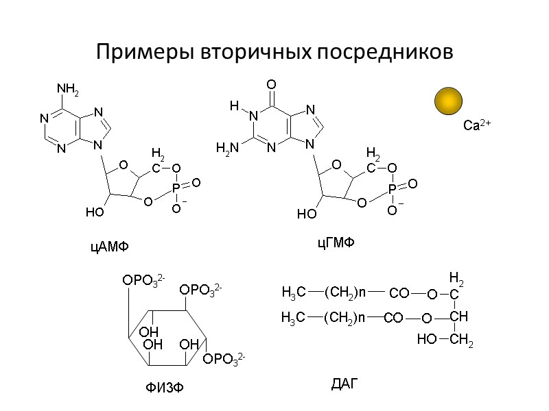 Примеры вторичных посредников OPO32- Ca2+   цАМФ   цГМФ   ФИ3Ф